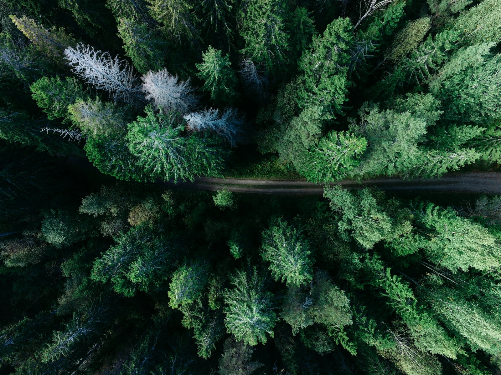 Una strada netta attraversa una fitta foresta vista dall'alto — una via chiara attraverso la complessità
